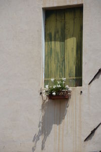 Potted plant on window sill