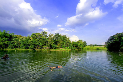 Swans swimming in lake against sky