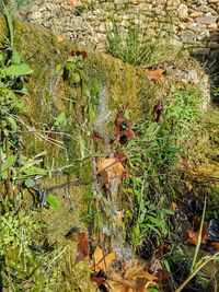 High angle view of moss growing on field