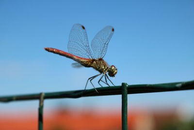 Close-up of insect against blue sky