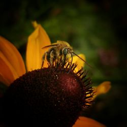 Close-up of bee on flower