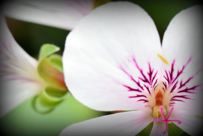 Close-up of pink orchid blooming outdoors