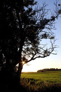 Silhouette of trees on field