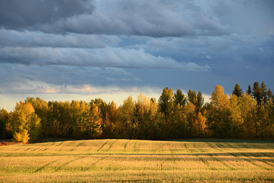 Harvest field, fall, autumn colors, farm land