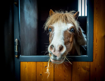 Close-up portrait of a horse in stable