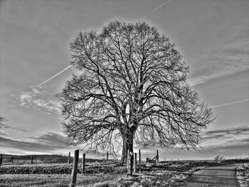 Bare trees on field against cloudy sky