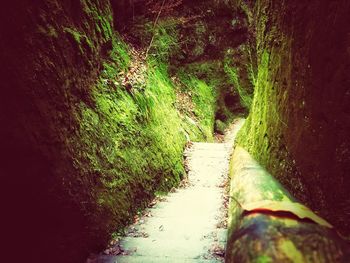 Narrow stream along trees in forest