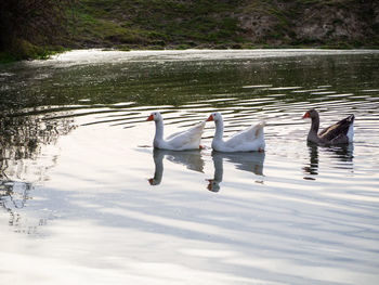 Swans swimming in lake