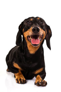 Portrait of dog sitting against white background