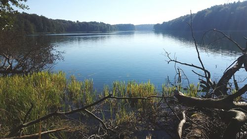 Reflection of trees in calm lake