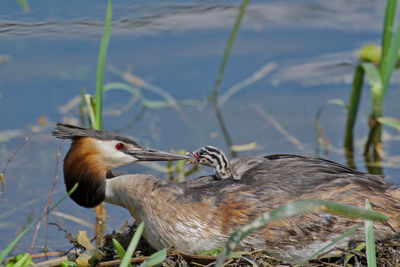 Great crested greb feeding the newborn 