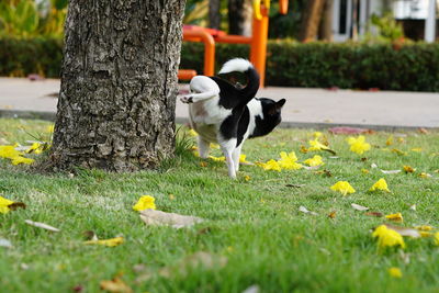 View of a dog on tree trunk