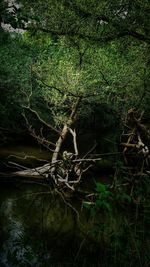 View of trees on landscape