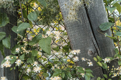 Close-up of flowering plants and trees by fence