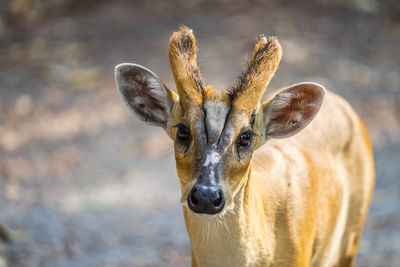 Close-up portrait of deer