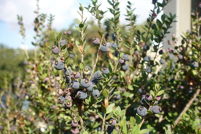 Close-up of flowering plants on tree