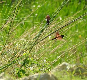 Bird on plant