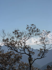 Low angle view of silhouette trees against clear blue sky