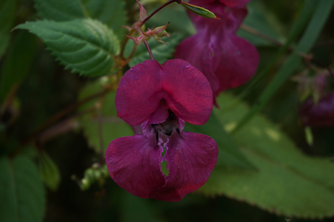 CLOSE-UP OF PURPLE FLOWER PLANT