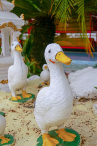 Close-up of birds on beach