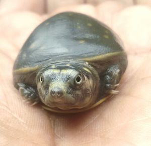 Close-up of turtle