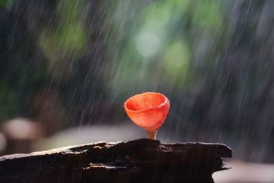 Close-up of wet red wine on wood