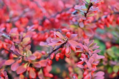 Close-up of pink cherry blossoms in spring