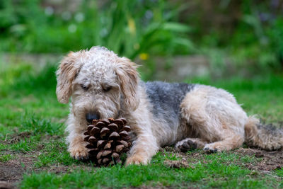 Close-up of a dog on field