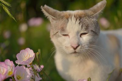 Close-up of cat resting on field