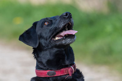 Head shot of a black labrador