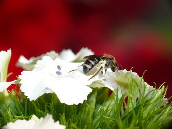 Close-up of bee pollinating on white flower