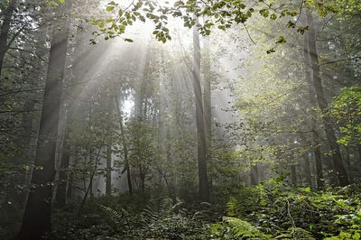 Low angle view of sunlight streaming through trees in forest