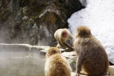 Monkeys sitting in a water