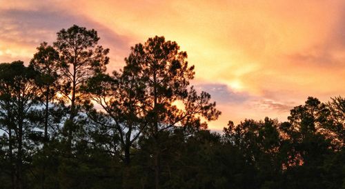 Low angle view of silhouette trees against sky at sunset