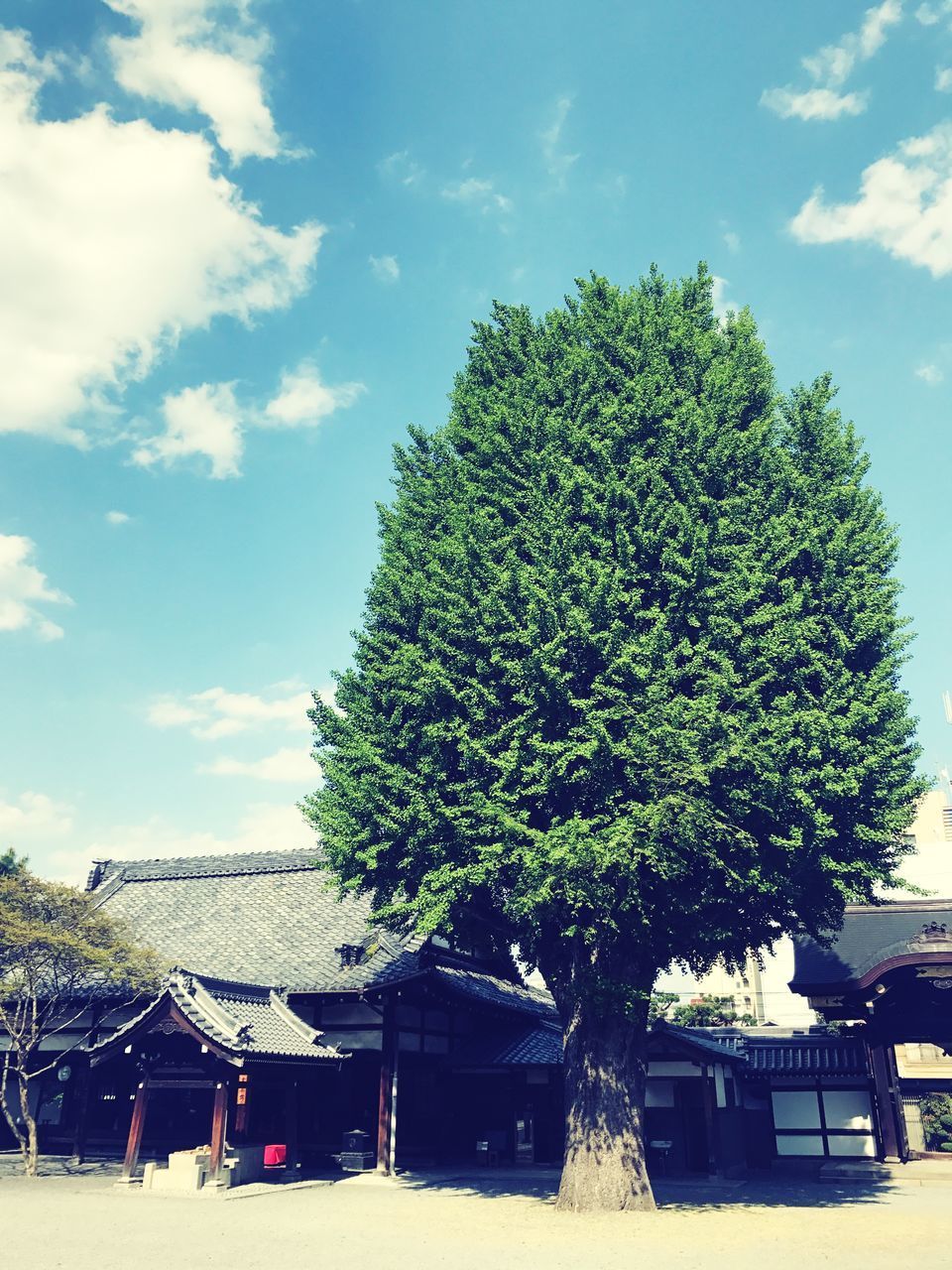 TREE AND HOUSES AGAINST SKY