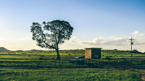 Tree on field against sky