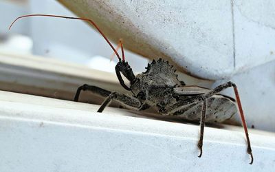 Close-up of insect