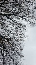 Low angle view of bare tree against clear sky