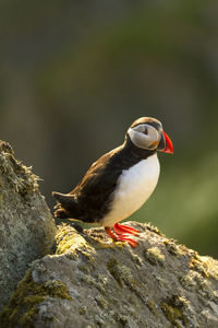 Close-up of bird perching on rock