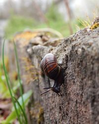 Close-up of snail on white surface