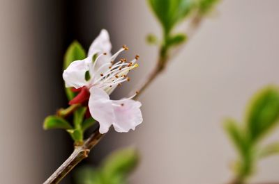 Close-up of pink cherry blossoms