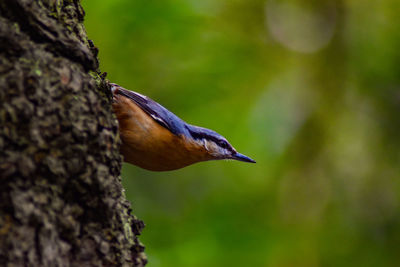 Close-up of bird perching on tree trunk