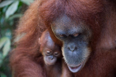 Close-up of orangutans