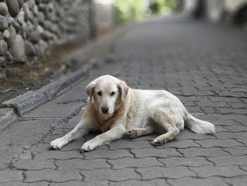 Portrait of dog lying on footpath