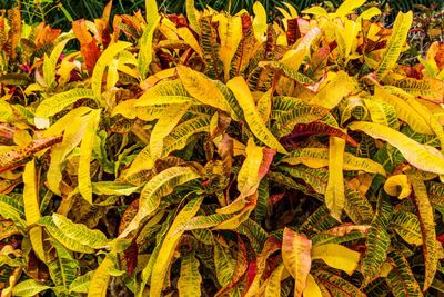 Full frame shot of plants