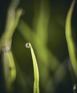 Close-up of raindrops on leaf