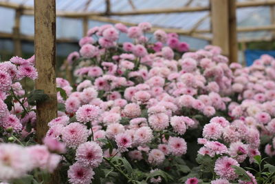 Very beatiful flower, maybe pink is your favorit color its so. beautiful flower garden