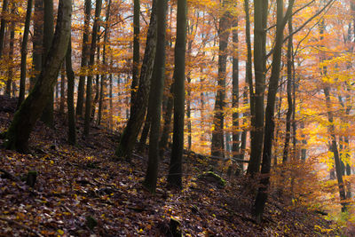 Trees in forest during autumn