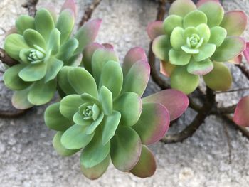 Close-up of succulent plant