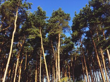 Low angle view of trees against sky